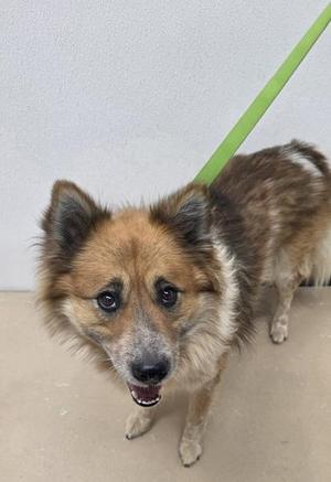 A fluffy dog with brown and black fur, wearing a green leash, standing on a concrete surface.