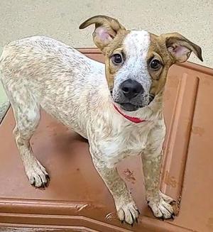 A brown and white dog with a red collar standing on a brown surface.