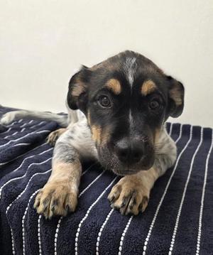 Chris Redfield, Shepherd / Cattle Dog, young, available for adoption