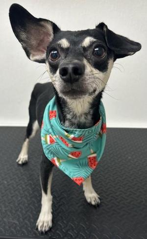 Dixie, Dachshund / Mixed Breed, adult, available for adoption