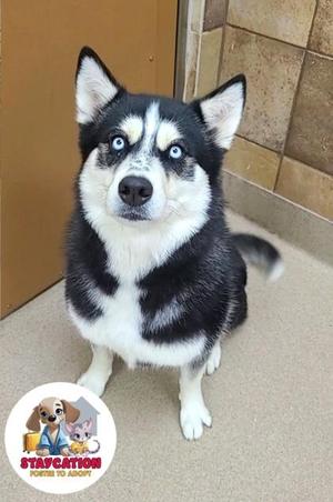 Freya, Siberian Husky / German Shepherd Dog, adult, available for adoption