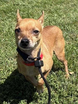Alfred, Chihuahua / Mixed Breed, adult, available for adoption