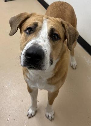 Charlie, Saint Bernard / Mixed Breed, adult, available for adoption
