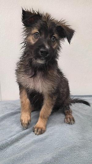 Betta, Shepherd / Mixed Breed, young, available for adoption