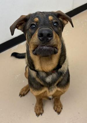 Chip, Rottweiler / Mixed Breed, adult, available for adoption