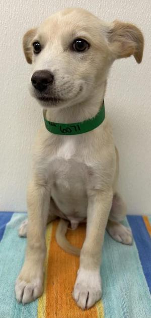 A light-colored puppy with a green collar sitting on a colorful towel.
