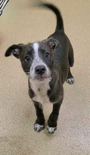 a black and white puppy standing on a carpet