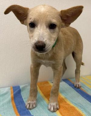 Carlita, Shepherd / Mixed Breed, young, available for adoption