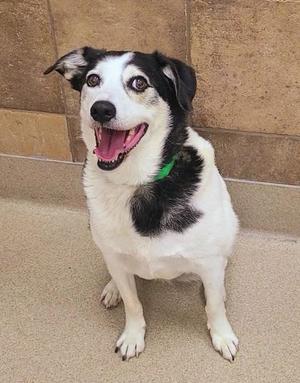 A black and white dog with a green collar sitting on a tiled floor.