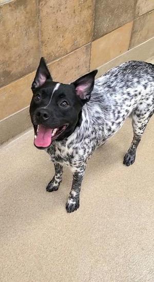 Bleu, Cattle Dog / Mixed Breed, young, available for adoption