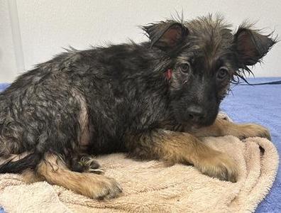 Blue Tang, Shepherd / Mixed Breed, young, available for adoption