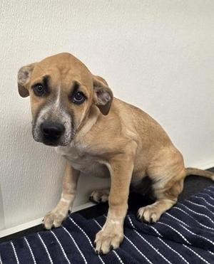 Eda Wong, Shepherd / Cattle Dog, young, available for adoption