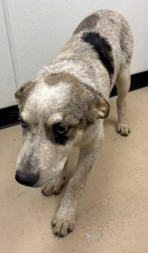 A dog with a mottled coat of white, gray, and black fur, standing on a beige floor with a plain wall in the background.