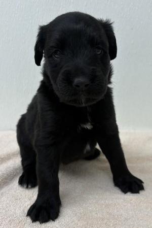 Bun, Labrador Retriever / Mixed Breed, young, available for adoption
