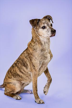A brindle-colored dog with a grey muzzle sits on a purple background with one paw raised.