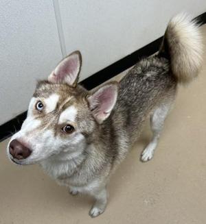 A husky dog with a fluffy tail standing on a tiled floor.