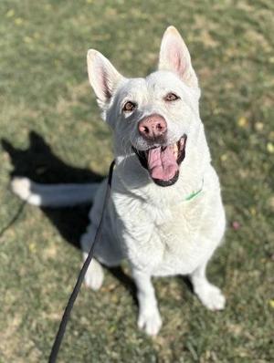 Annie, German Shepherd Dog / Mixed Breed, adult, available for adoption