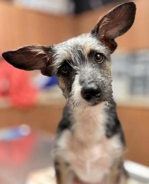 Clyde, Terrier / Mixed Breed, young, available for adoption