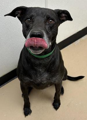 Nyx, Cattle Dog / Bluetick Coonhound, adult, available for adoption