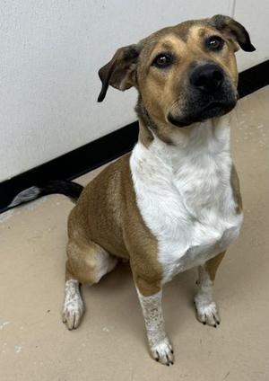 Ali, Shepherd / Mixed Breed, adult, available for adoption