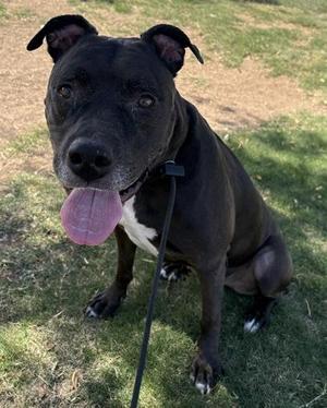 Copper, Pit Bull Terrier / Mixed Breed, adult, available for adoption