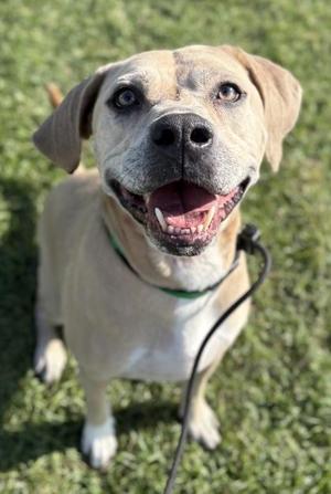 Duke, American Staffordshire Terrier / Hound, adult, available for adoption