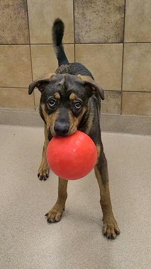 Chip, Rottweiler / Mixed Breed, adult, available for adoption