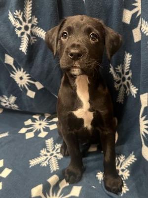 Croissant, Labrador Retriever / Mixed Breed, young, available for adoption