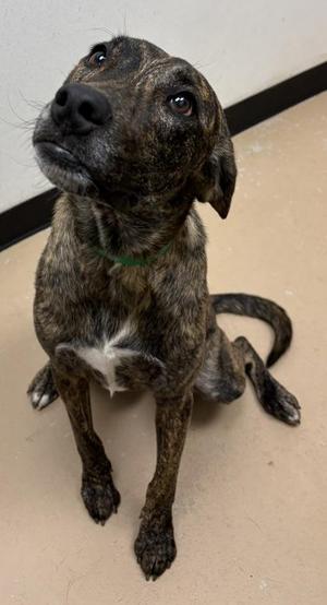 Loki, Pit Bull Terrier / Mixed Breed, young, available for adoption