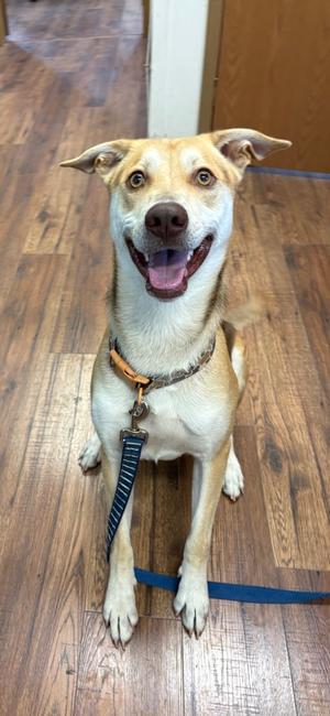 A happy dog with a light brown and white coat, wearing a collar and leash, sitting on a wooden floor.