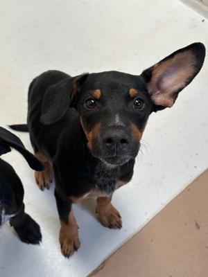 Java, American Pit Bull Terrier and Doberman Pinscher, puppy, available for adoption