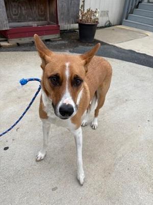 Smurf, Collie - Smooth and Terrier, young, available for adoption