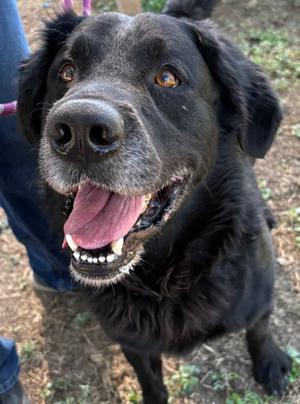 Harry, Labrador Retriever Mix, adult, available for adoption