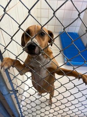 Sweety, Mixed Breed, adult, available for adoption