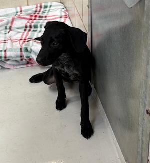 Brew, American Pit Bull Terrier Mix, puppy, available for adoption