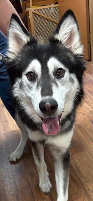 Koda, Siberian Husky Mix, adult, available for adoption