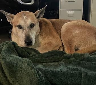 Peabody, Australian Cattle Dog Mix, senior, available for adoption