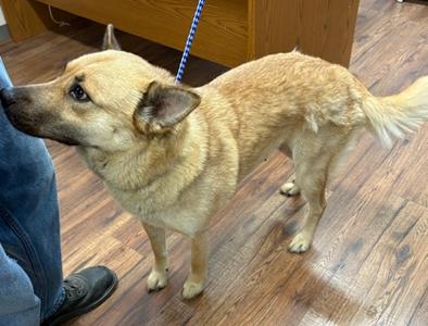 Lucy, Mixed Breed, adult, available for adoption