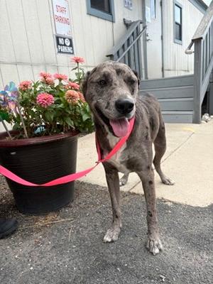 Willow, Catahoula Leopard Hound and American Pit Bull Terrier, adult, available for adoption