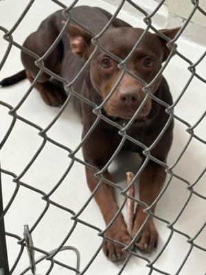 Expresso, American Pit Bull Terrier Mix, adult, available for adoption