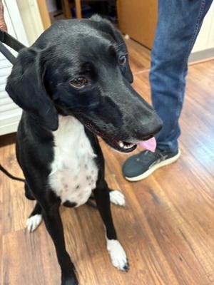 Tucker, Border Collie Mix, adult, available for adoption