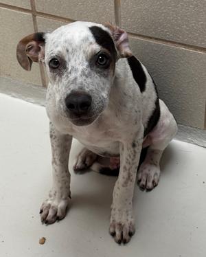 Chai, American Pit Bull Terrier Mix, puppy, available for adoption