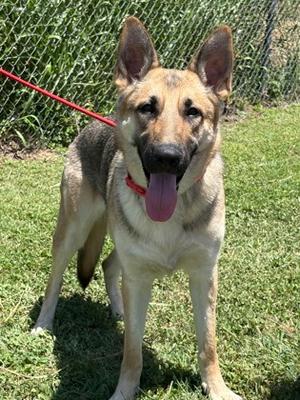 Claire, German Shepherd Dog Mix, young, available for adoption