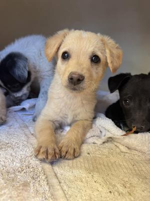 Butterscotch, Brittany Spaniel / Dachshund, puppy, available for adoption