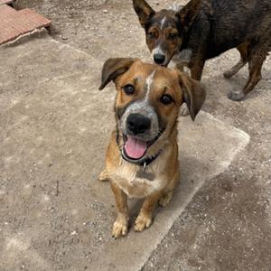 two dogs standing on a concrete surface, one in the foreground with a brown and black coat and a happy expression, the other in the background with a darker coat