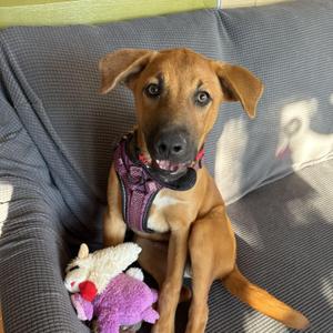 Homer, German Shepherd Dog, puppy, available for adoption