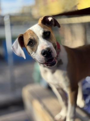 Ozzy, Staffordshire Bull Terrier / Boxer, young, available for adoption