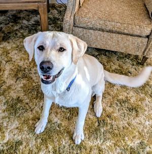Lady, Labrador Retriever, young, available for adoption
