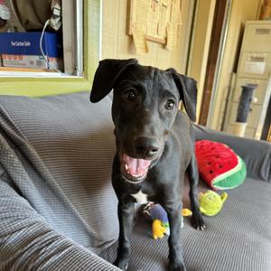Michael, Labrador Retriever / German Shepherd Dog, puppy, available for adoption