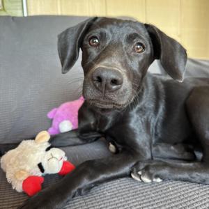 Sage, Labrador Retriever / German Shepherd Dog, puppy, available for adoption